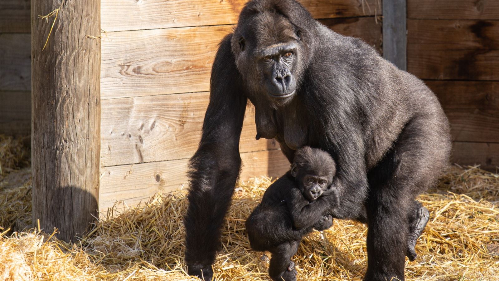 Western lowland gorilla Touni carrying her infant son, Juni at Bristol Zoo Gardens